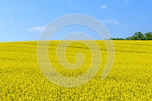 Blooming canola field