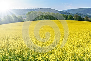 Blooming canola field