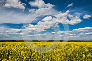 Blooming canola field and blu sky with white clouds