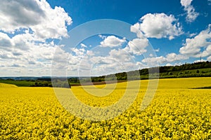 Blooming canola field blue sky some clouds