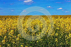 Blooming canola field and blue sky with white clouds