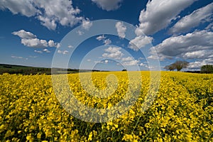 Blooming canola field. Bright Yellow rapeseed oil. Flowering rapeseed. with blue sky and clouds