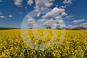 Blooming canola field. Bright Yellow rapeseed oil. Flowering rapeseed. with blue sky and clouds