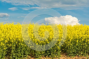 Blooming canola field. Bright Yellow rapeseed oil. Flowering rapeseed with blue sky white clouds