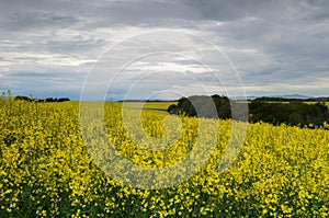 Blooming canola field with cloudy sky at sunset. Spring rural landscape