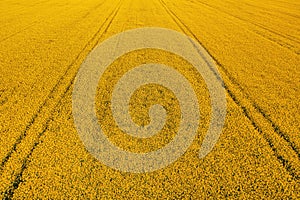 Blooming canola field from drone pov, high angle view aerial shot of cultivated agricultural plantation in spring