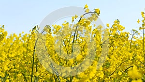 Blooming canola field. on the field in summer closeup