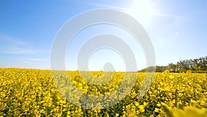 Blooming canola field. on the field in summer closeup