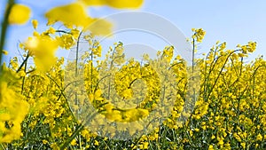 Blooming canola field. on the field in summer closeup