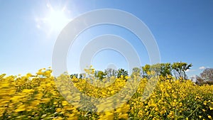 Blooming canola field. on the field in summer closeup