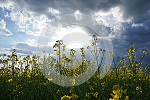 Blooming canola field. Flowering rapeseed with blue sky and clouds
