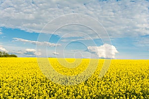 Blooming canola field. Bright Yellow rapeseed oil. Flowering rapeseed with blue sky white clouds