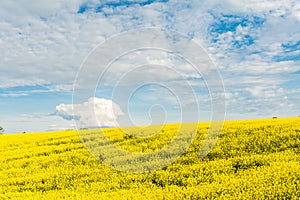 Blooming canola field. Bright Yellow rapeseed oil. Flowering rapeseed with blue sky white clouds