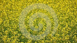 Blooming canola field. Static view.