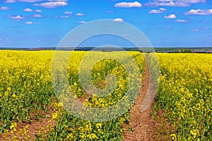 Blooming canola field with tractor gauge and blue sky with white clouds