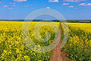 Blooming canola field with tractor gauge and blue sky with white clouds