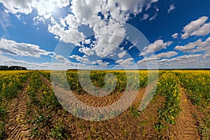 Blooming canola field with tractor gauge and blue sky with white clouds - ultrawide panorama in rectlinear projection