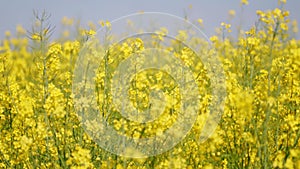 Blooming canola field. Tranquility harmony.