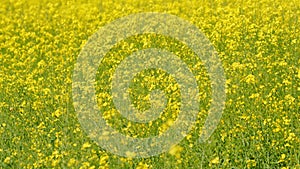 Blooming canola field. Tranquility harmony.