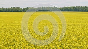 Blooming canola field. Tranquility harmony.