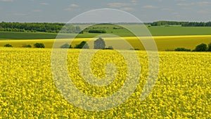 Blooming canola field. Tranquility harmony.