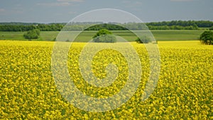 Blooming canola field. Tranquility harmony.