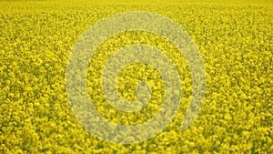 Blooming canola field. Tranquility harmony.