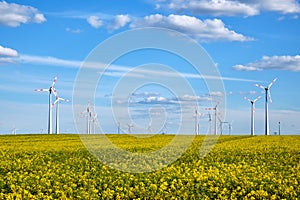 Blooming canola field with wind energy generators