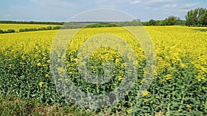 Blooming canola field. Yellow rapeseed field
