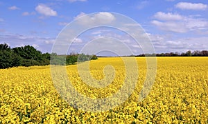 Blooming canola fields
