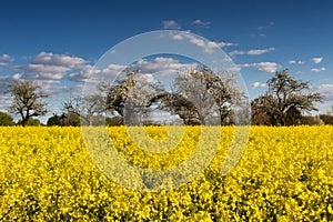 Blooming canola fields and apple trees