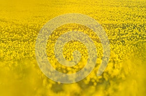 Blooming canola flowers on agricultural field. in nature in spring. Bright Yellow oil. Flowering rapeseed. Photo