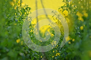 Blooming canola flowers on agricultural field. in nature in spring. Bright Yellow oil. Flowering rapeseed. Photo