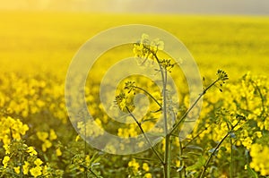 Blooming canola flowers on agricultural field. in nature in spring. Bright Yellow oil. Flowering rapeseed. Photo with space f