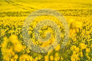 Blooming canola flowers on agricultural field. Rape in nature in spring. Bright Yellow oil. Flowering rapeseed. Photo with space