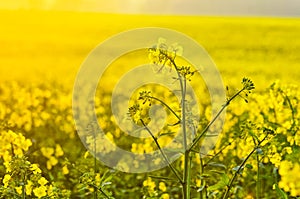 Blooming canola flowers on agricultural field. Rape in nature in spring. Bright Yellow oil. Flowering rapeseed. Photo with space