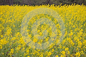 Blooming canola flowers close-up. .Bright Yellow rapeseed oil. Flowering rapeseed, Rapeseed field or canola field