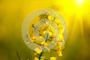 Blooming canola flowers closeup