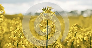 Blooming canola flowers. Rapeseed in agricultural field in summer, close up. Flowering rapeseed