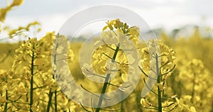 Blooming canola flowers. Rapeseed in agricultural field in summer, close up. Flowering rapeseed