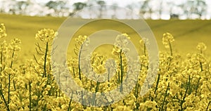 Blooming canola flowers. Rapeseed in agricultural field in summer, close up. Flowering rapeseed