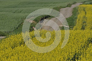 Blooming canola. Gravel road.