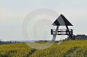 Blooming canola, polish field