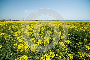 Blooming canola in Pomorie, Bulgaria