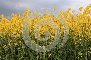 Blooming canola. Ripened yellow flowers.