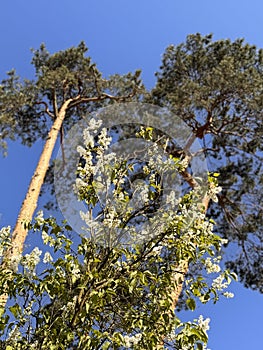 Blooming Canopy and Bending Pine Trees Against Blue Skies