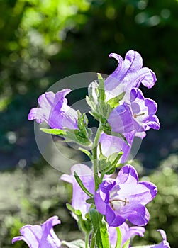 Blooming Canterbury bells