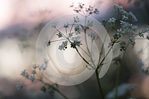 Blooming caraway, Carum carvi