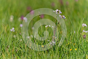 cardamine pratensis flower