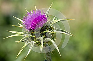 Blooming Cardoon Plant
